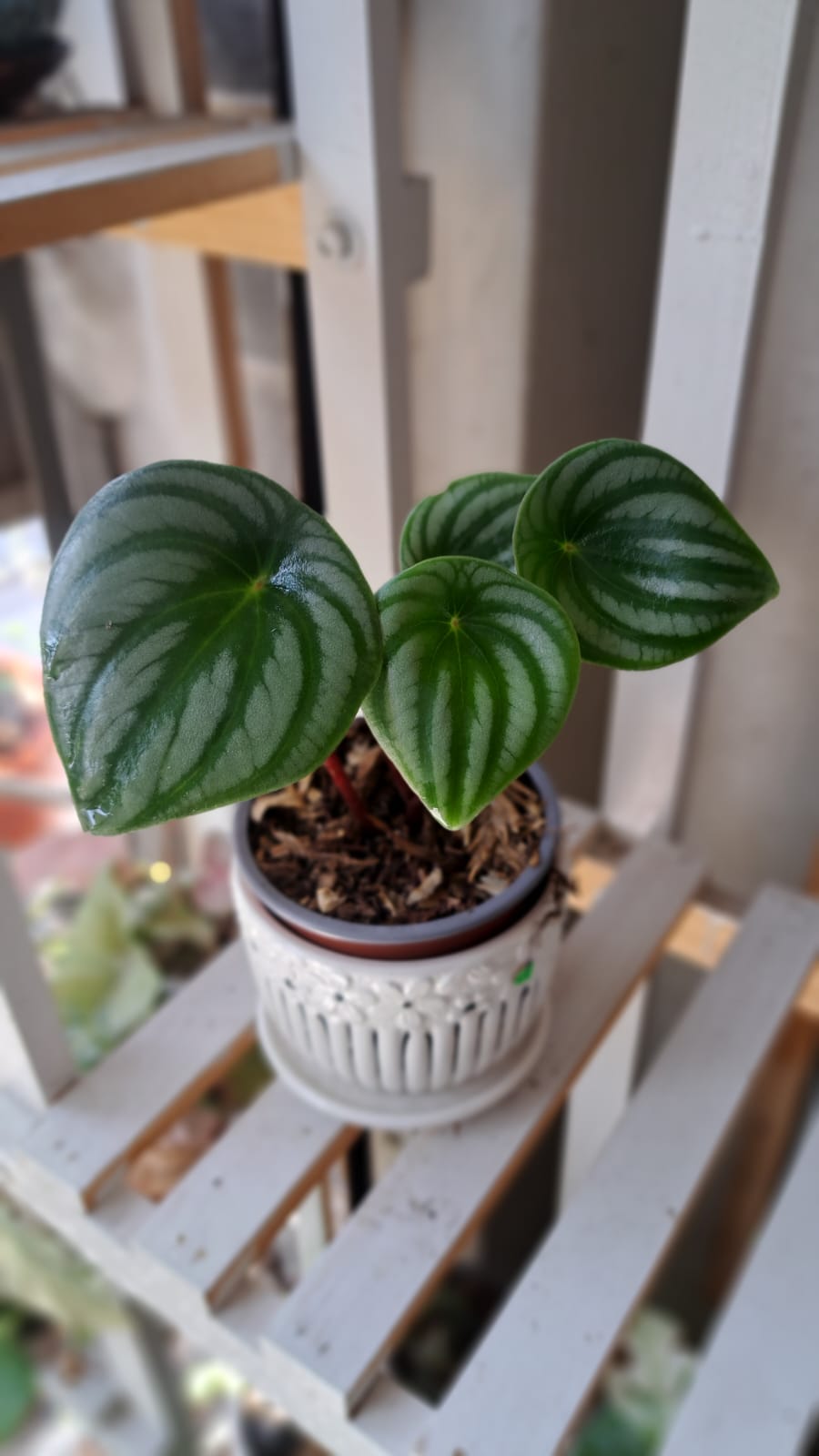 Alocasia